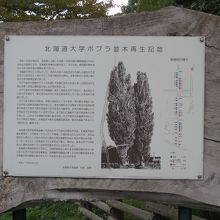 ポプラ並木再生の展示