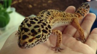 カメレオンがたくさん