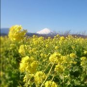 菜の花と富士と空がとても綺麗だった。