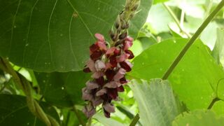 長瀞七草寺　葛（クズ）の寺、遍照寺