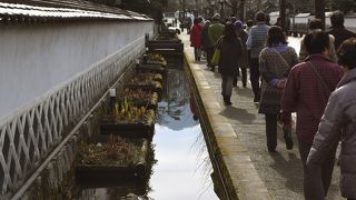 堀割には見事な鯉が泳いでいます。