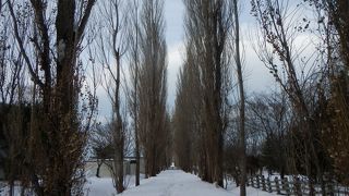 冬のポプラ並木は・・・