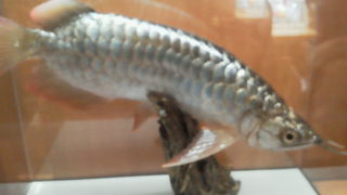 食品サンプルやさん