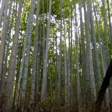 竹の様子