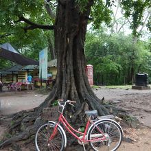 自転車も楽しかった！