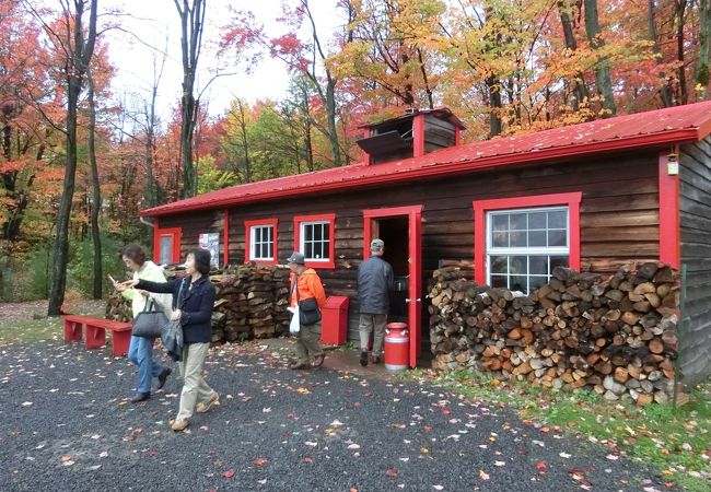 ツアーでしか来れないメープル小屋でランチ