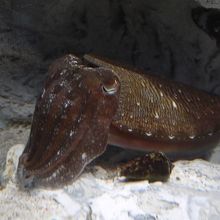 スヤスヤ・・・