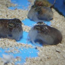 眠っているかのようなこぶしめの赤ちゃんたち