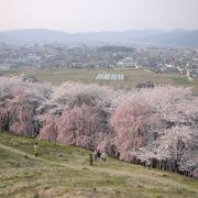 絶景お花見スポット