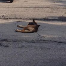 道路で横たわる犬　長閑・・・
