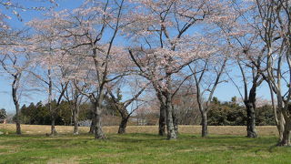 お花見してきました。