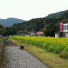 菜の花満開でした