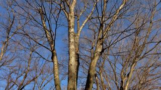 見事な欅並木です