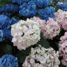 アジサイ