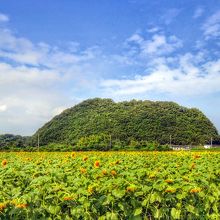 干拓で潰れた干潟の代わりのヒマワリ畑（笠岡ベイファーム）