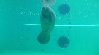 すごく親しみわくマナティー、一番良かったかも