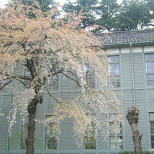 散ってしまったしだれ桜