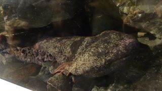 イルカショーが楽しい