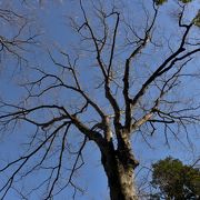 古木に囲まれた歴史ある神社です