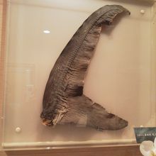 ふかひれが展示してありました．