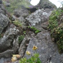 ツクモグサ（横岳への縦走路）