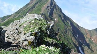 岩場にツクモグサ咲く縦走路