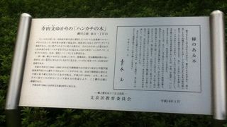 中国四川省で発見された珍しい木