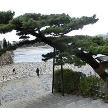 「槍倒しの松」。