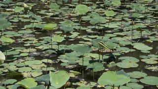 季節によりけり？