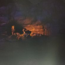 夜なので写真が分かりづらいですが、シンバです。