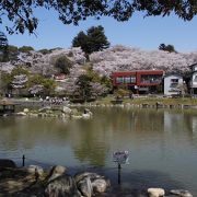 桜の時期のお花見最高！