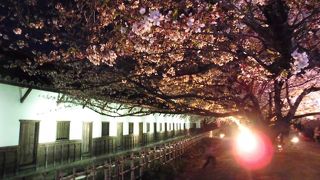 福岡一の夜桜スポット