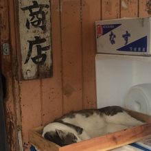 市場の裏口にいたネコ