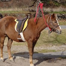 待機中のお馬さん。
