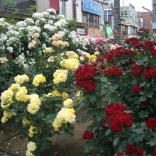 三ノ輪橋駅近くの薔薇