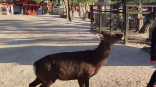 参道を歩くだけでも楽しいです。