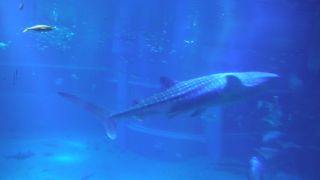 ロマンチックです！