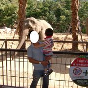 動物に近い動物園