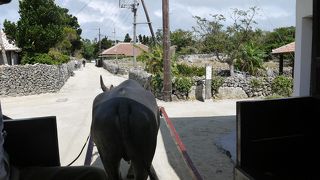 水牛さんと一緒に南国タイムでお散歩