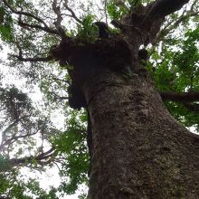 大アカギ。大きすぎて全体が撮れません。