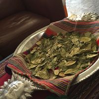 ロビーにディスプレイされているコカの葉