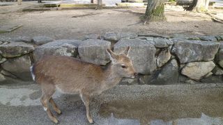 参道も楽しいお勧めスポット