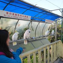 百鳥園の入口で、オウムがいます。中国語でした。