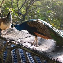 百鳥園にて　こんなに近くで孔雀が放し飼いになっています