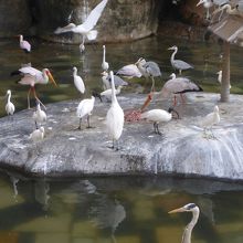 百鳥園　とにかくたくさんの鳥がいます