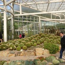 サボテン園　数で勝負