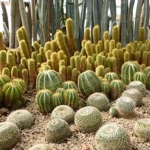 サボテンがごろごろ