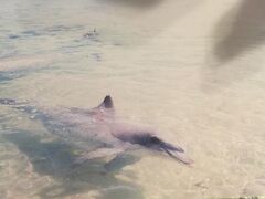 RAC Monkey Mia Dolphin Resort 写真