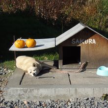 うちのワンコと同じ名前のサクラちゃん