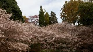 ４年ぶりに四季桜が咲きました